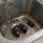 주방 싱크대 아래 어두운 틈새에 숨어 있는 바퀴벌레 서식지 모습
